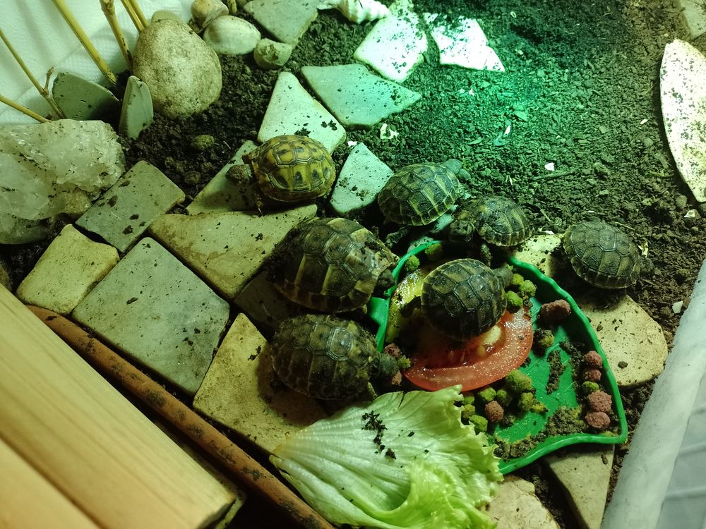  bébé tortues de terre Hermann 