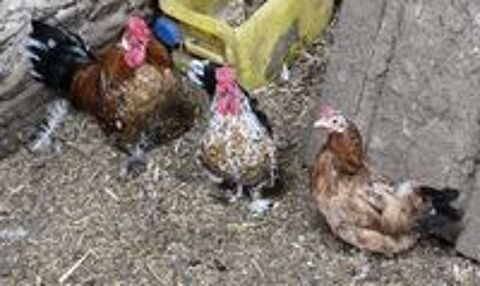   des petits coqs et poules naines 