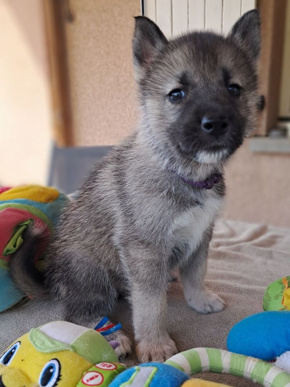   Chiots type husky sibérien 