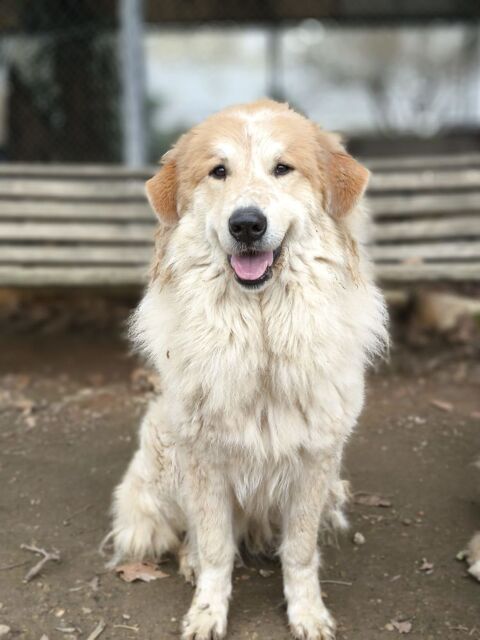 Montagne des Pyrénées dit patou 400 34130 Lansargues