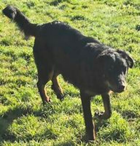   3 CHIOTS BEAUCERONS LOF MALES NOIR ET FEU 