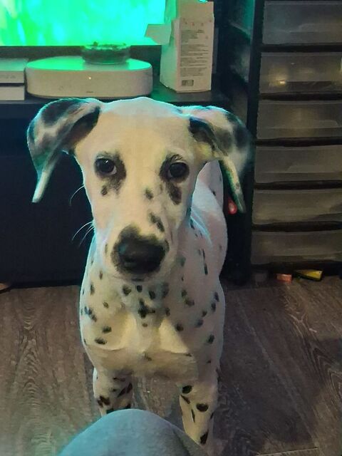 Chiot dalmatien de 6 mois 500 57490 Carling