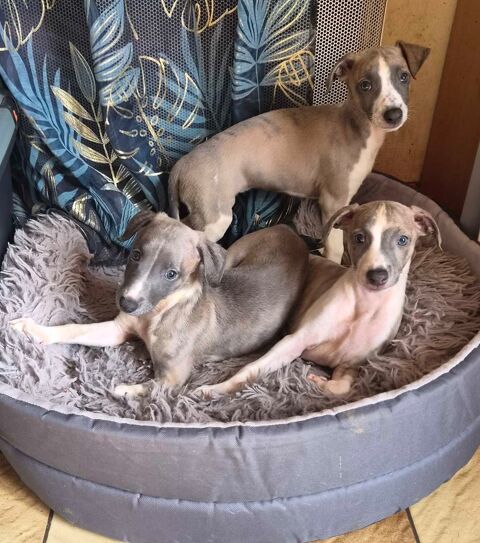 petit chiot whippet 85280 La ferrière