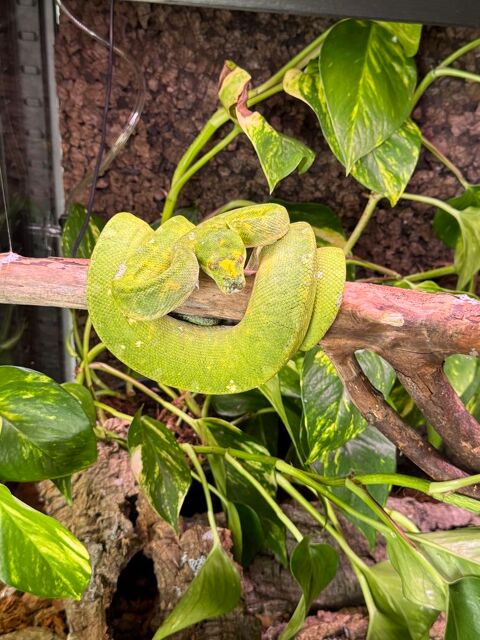Morelia viridis biak femelle. 500 35120 Baguer-pican