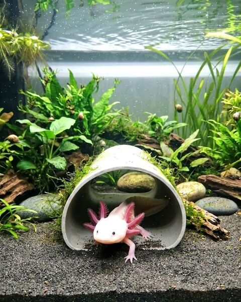 Cachette pondoir neuf pour Axolotls 8 92800 Puteaux