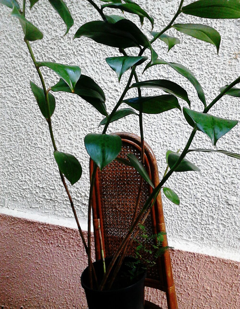 Plantes m&eacute;dicinales Jardin