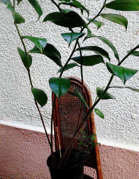 Plantes m�dicinales 10 Ducos (97)