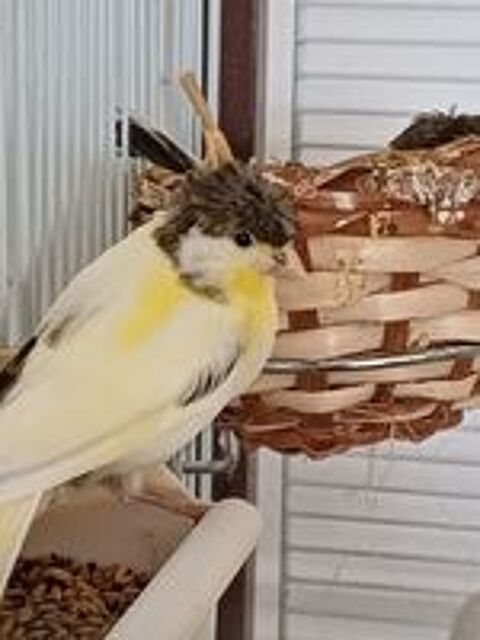   Canaris 2026 