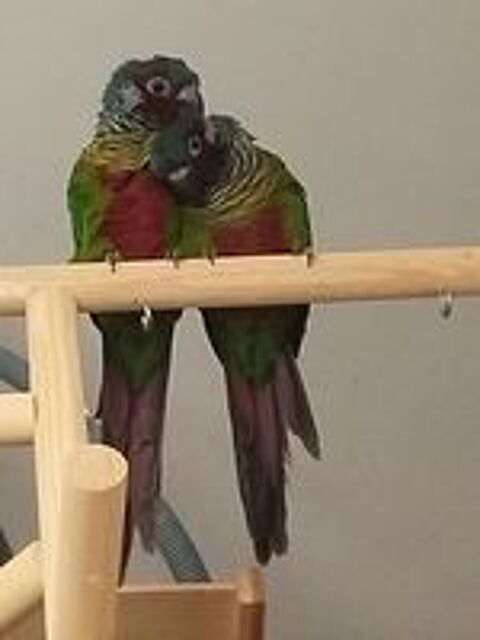   Conure Emma  