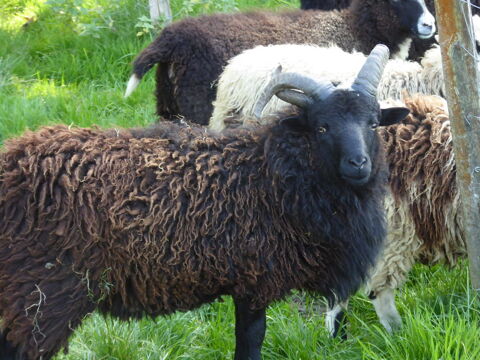 Bélier Manx 80 35190 Miniac-sous-bcherel