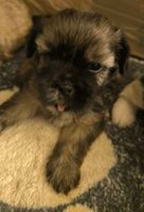   Shorkie Tzu mâles et femelles 
