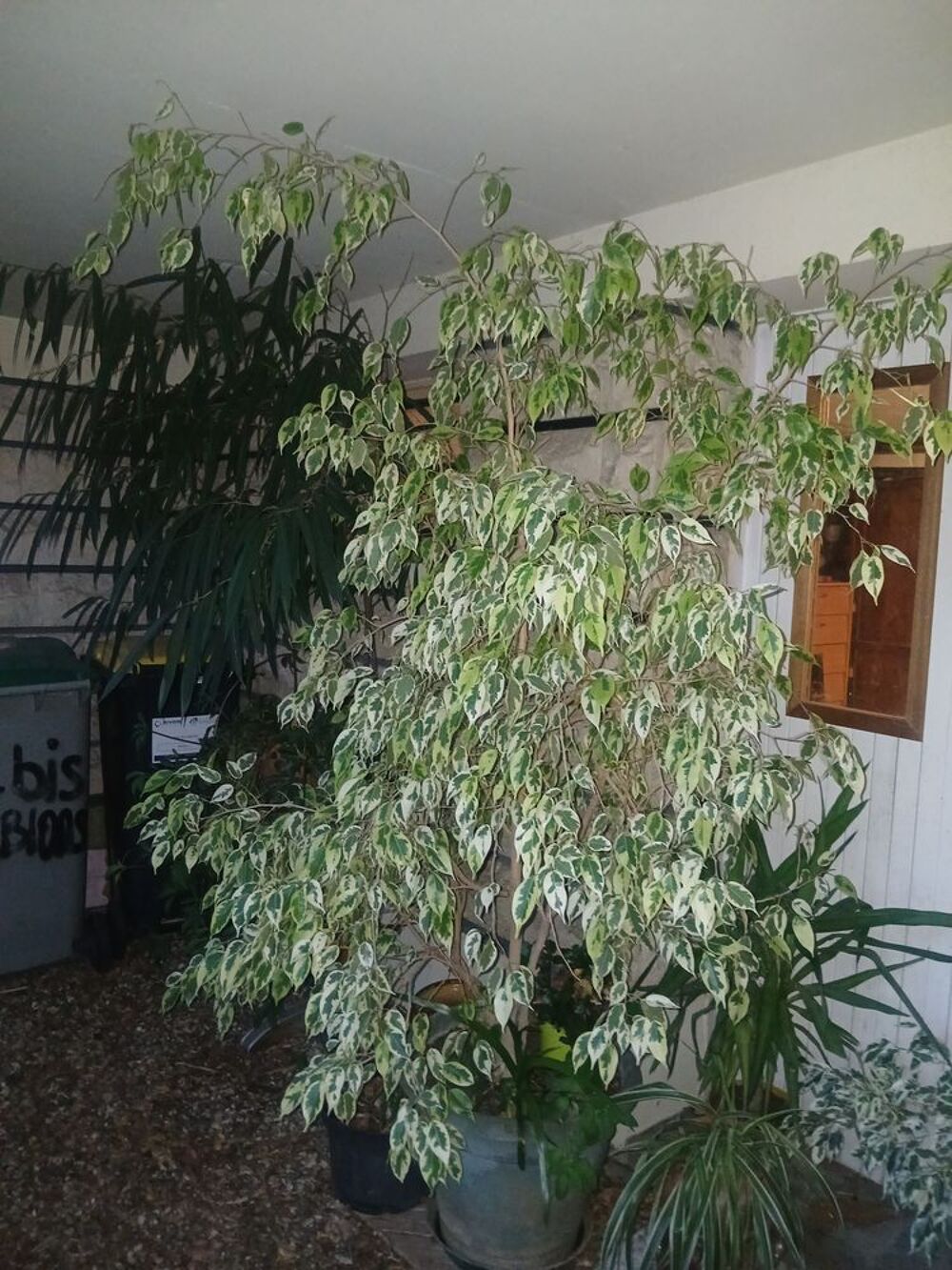 Plusieurs plantes vertes d int&eacute;rieur grande et plus petites Jardin