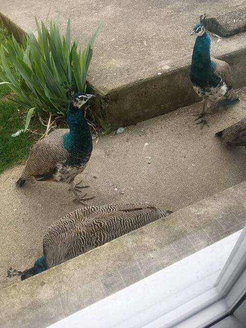 Male paon 50 80140 Huppy