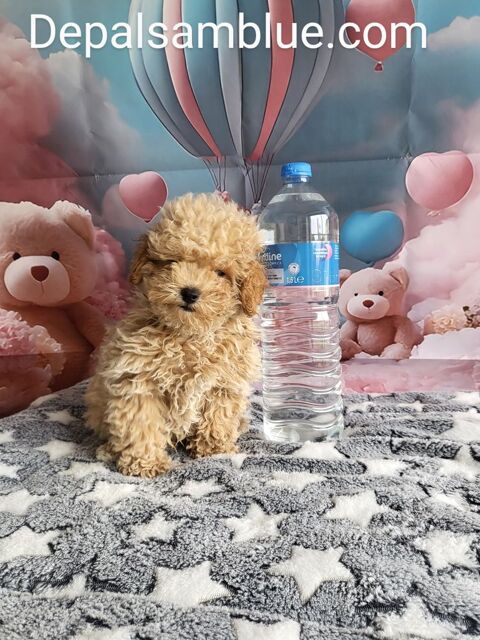 Chiots caniches toys et tini toy 2500 86430 Luchapt