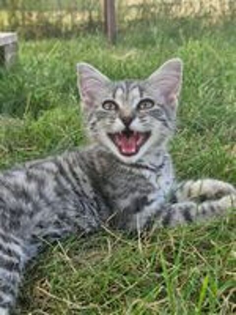   Zouou, chat gris tigré à adopter 