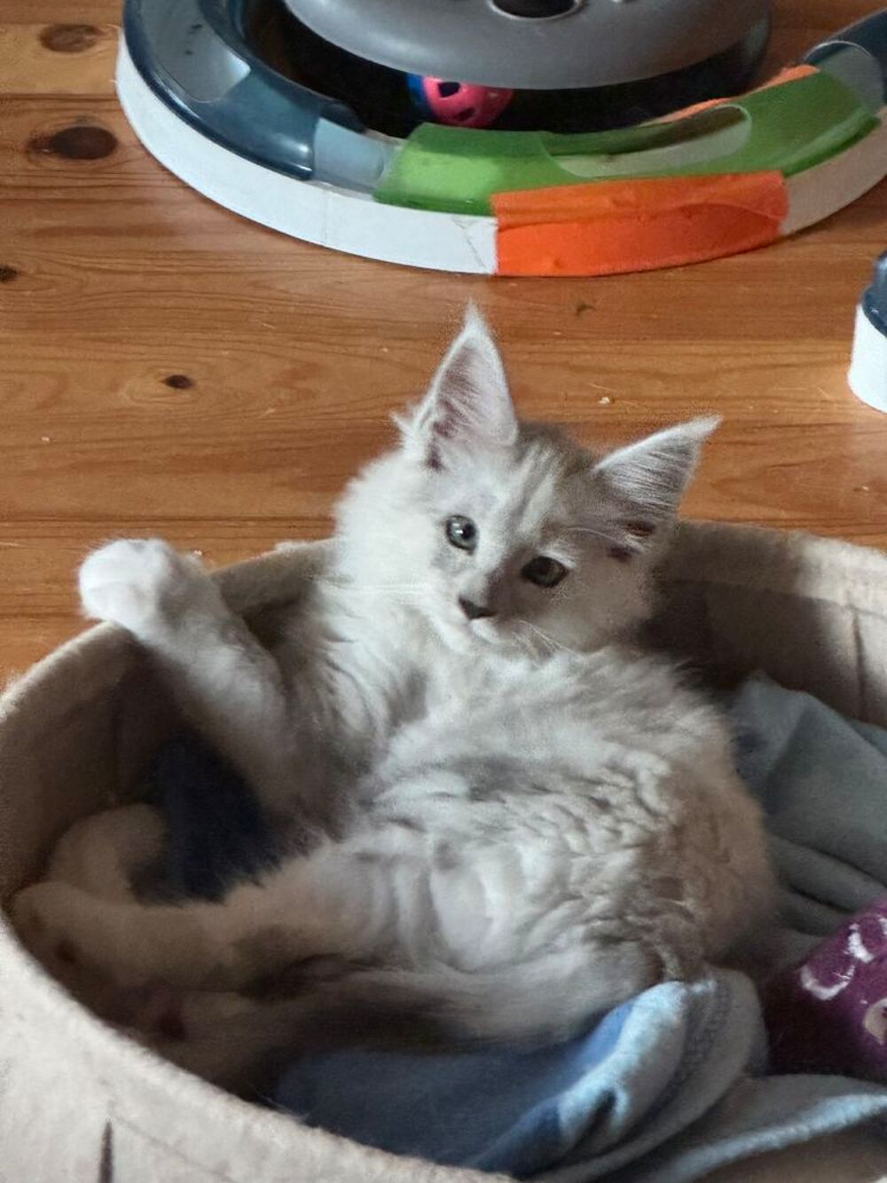   Magnifique baby's Maine Coon  