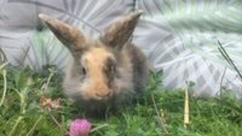   Lapin nain  