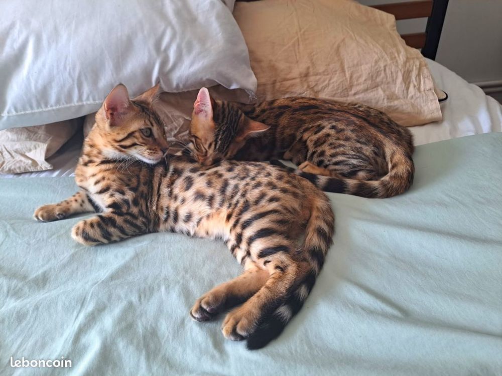   Deux magnifiques chatons Bengal mâles Brown Tabby Spotted 