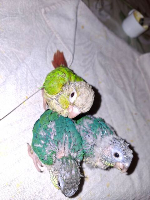 A r&eacute;serv&eacute; pyrhuras 170 46100 Figeac