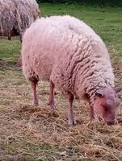   1 agneau mâle rouge de l'ouest de 15 mois  