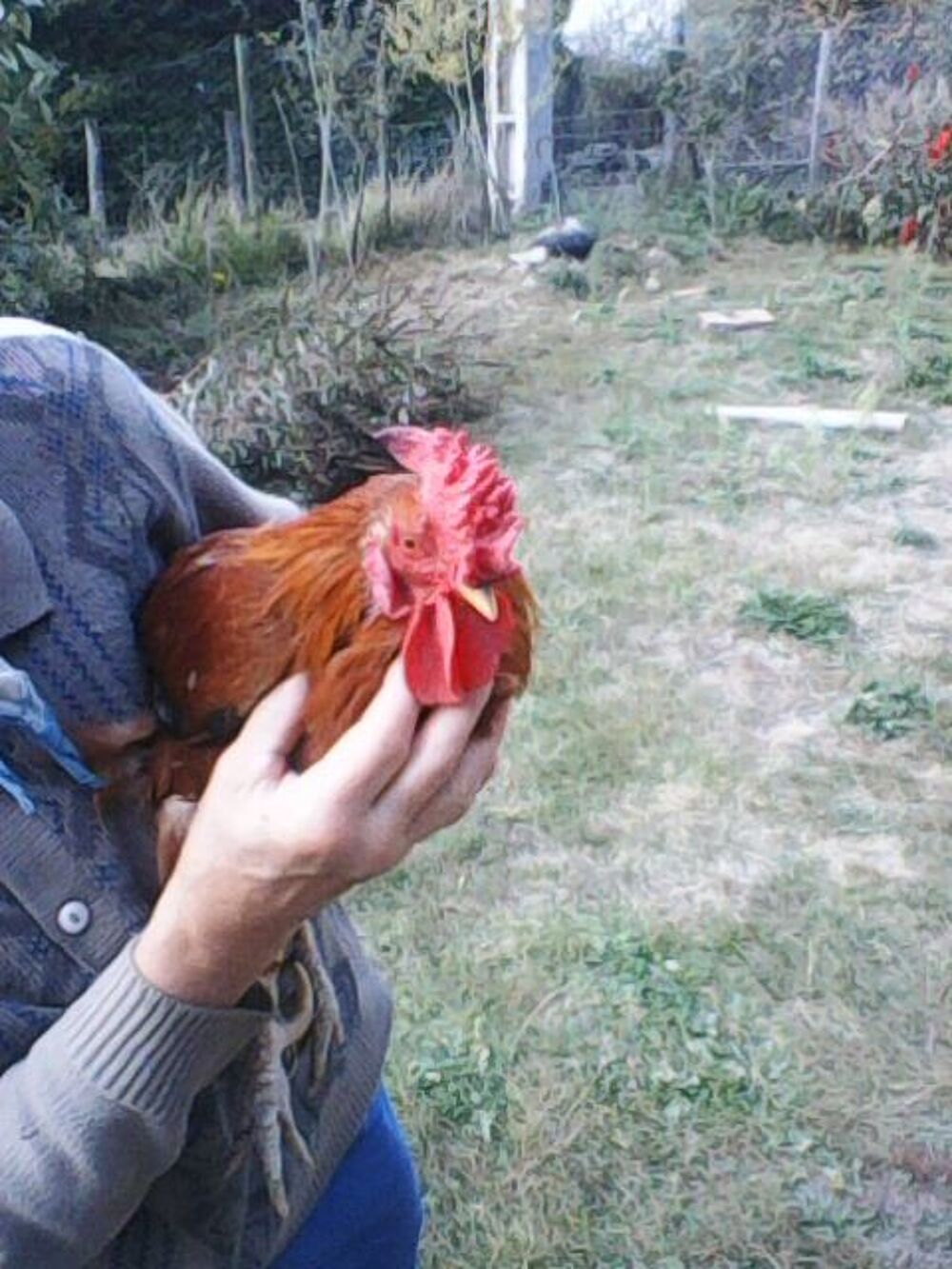 OEUFS DE POULES EN SURPLUS PETIT PRIX Jardin