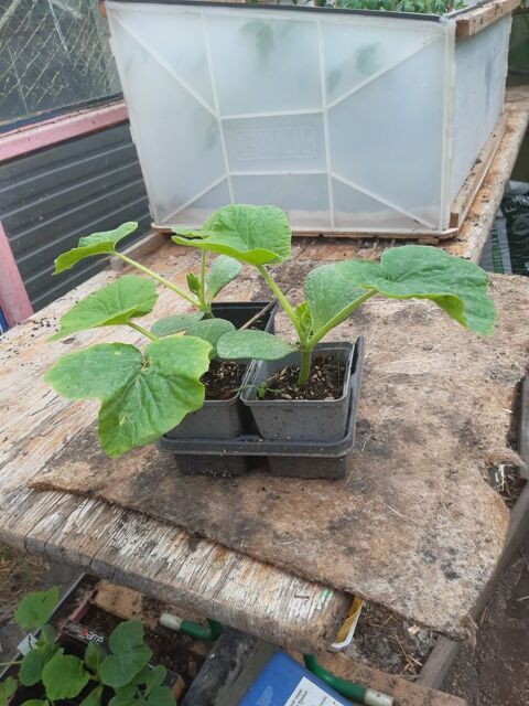 plants de légumes Hasnon (59)