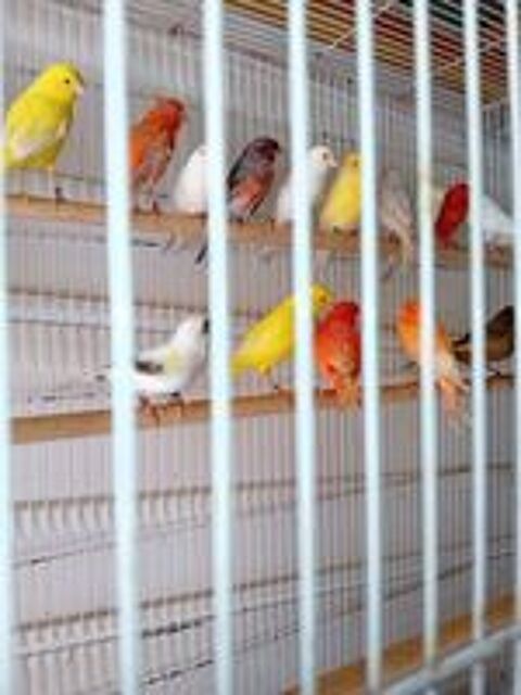   Canaris  
