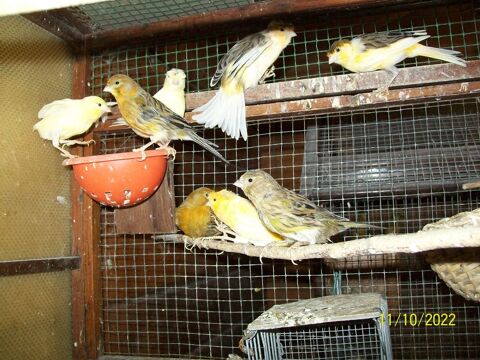 C&egrave;de Canaris . 25 24190 Saint-germain-du-salembre