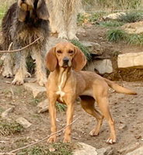   Chipie est à l'adoption 