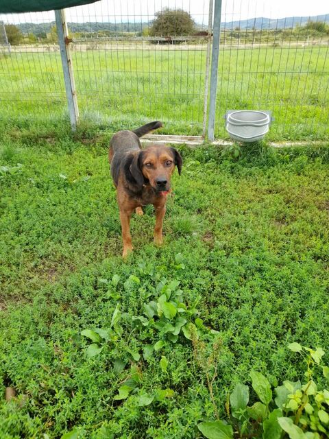 BUENO joli crois&eacute; de 6 ans 250 72000 Le mans