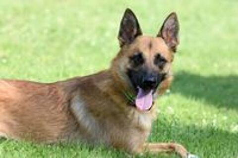   UROS, beau Malinois à adopter via l'association UMA 