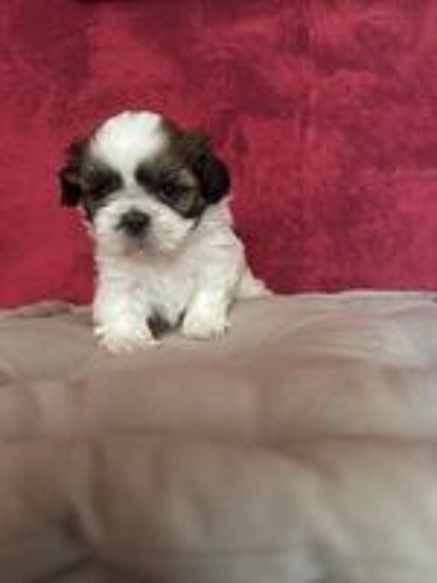   À réserver magnifique petit shih tzu  mâle  