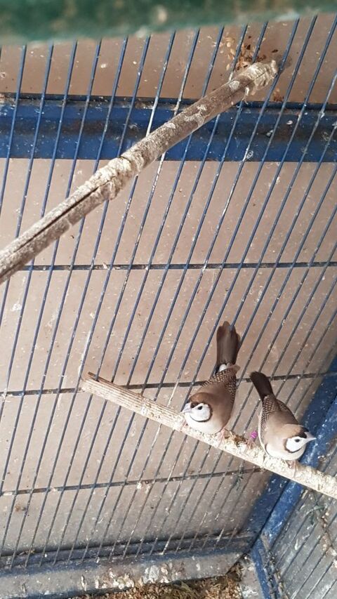 Diamant de bichenov 40 86000 Poitiers