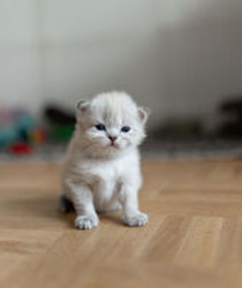   A réserver magnifique scottish fold  