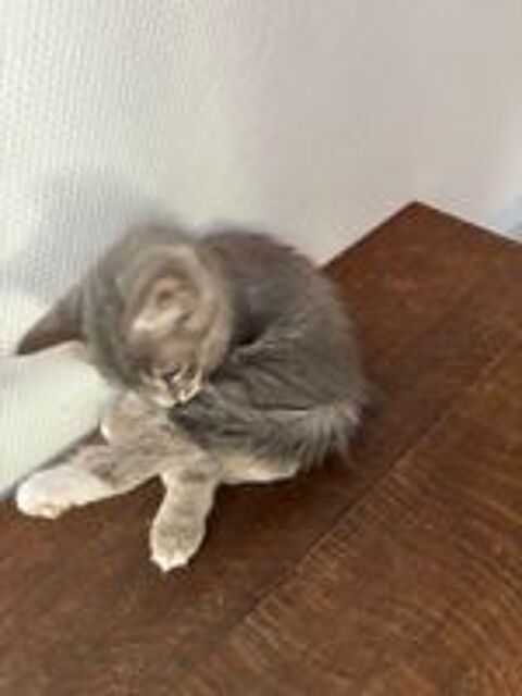   de 5 chatons de famille dont 3 mâles et 2 femelles. 