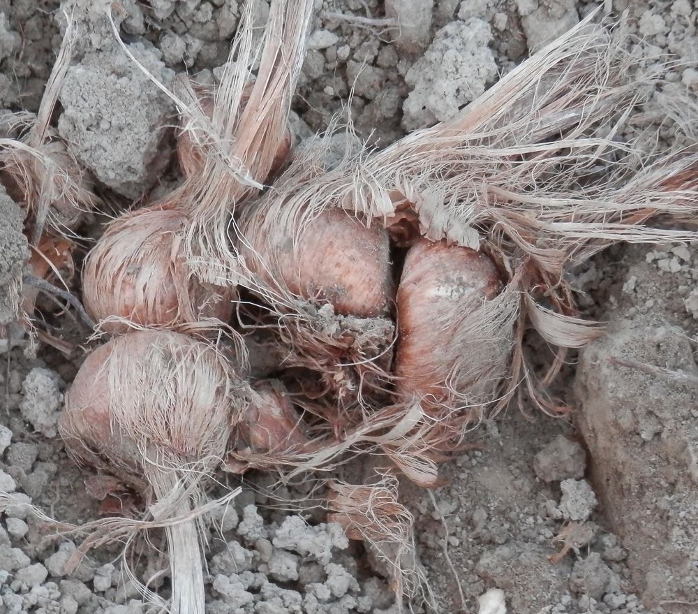 bulbes de safran pour &eacute;t&eacute; 2019 Jardin