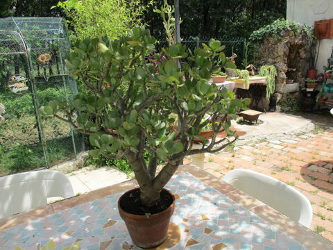 plante succulente  120 Boisset-et-Gaujac (30)