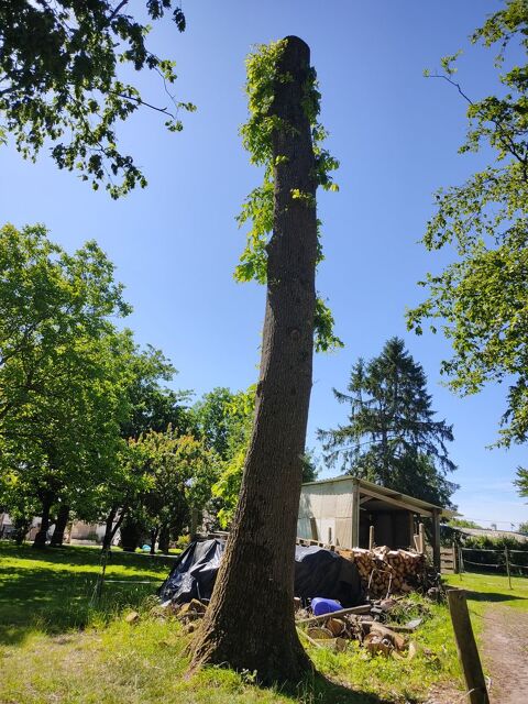 Grume de chêne 0 Grez (60)