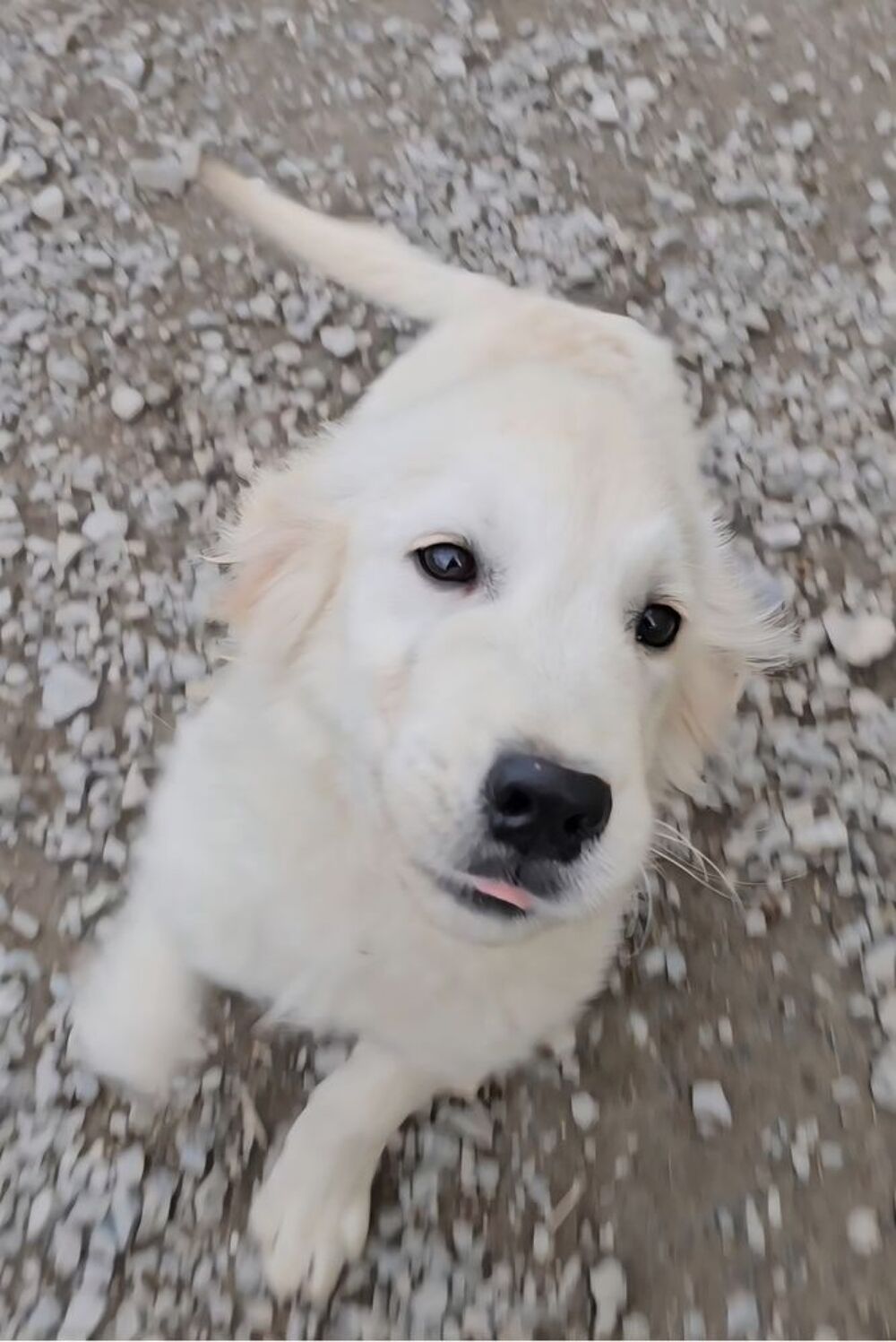   Donne chiots golden retriever  