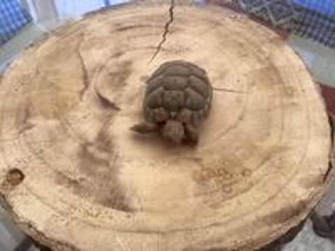   Tortues grecques  