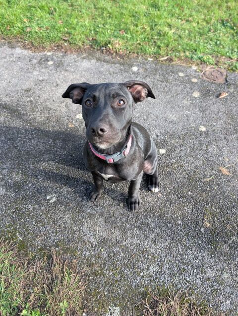 Rose, femelle croisée créole, née le 25/06/2025 &#128054; 300 67000 Strasbourg