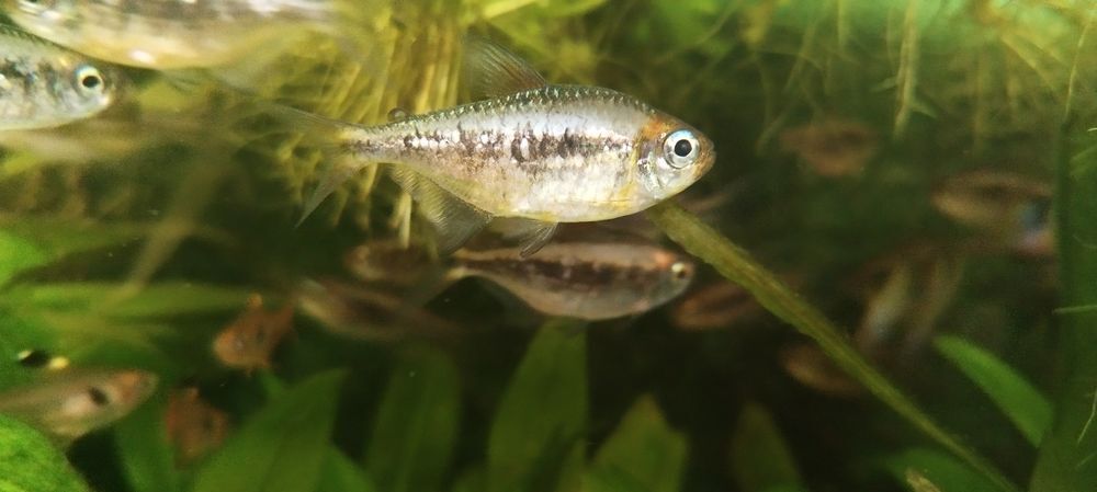   Moenkhausia nigromarginata 