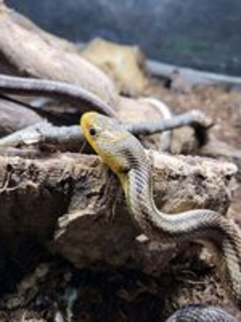   SOORO, magnifique Serpent des bls  Pantherophis Guttarus x bairdi  adopter via l'association UMA 