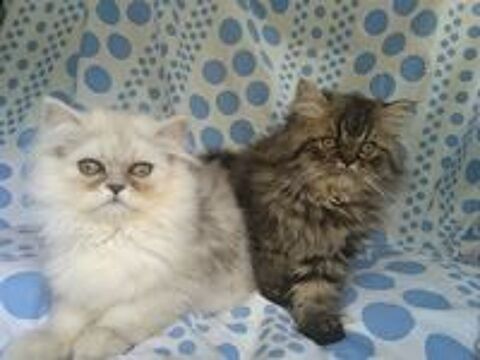   chatons persans males 