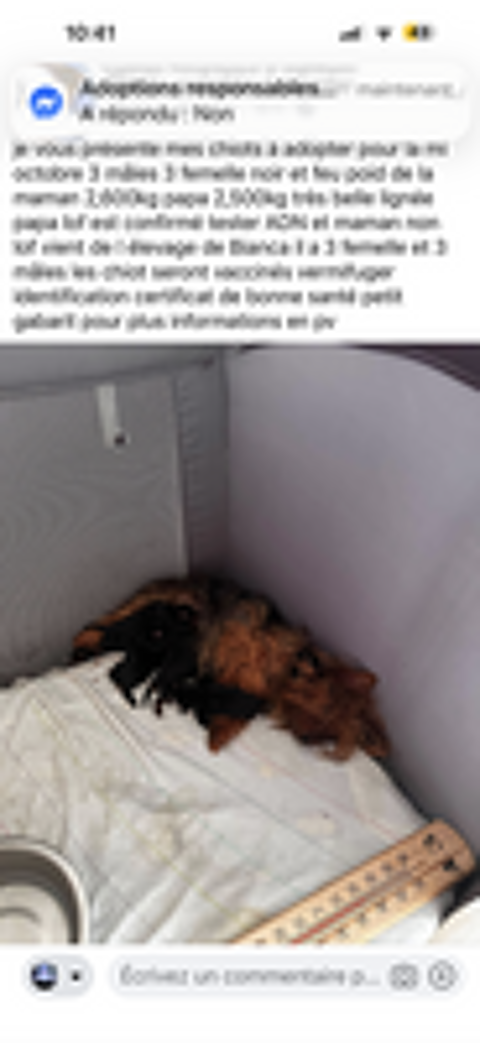   chiot yorkshire a reserver mâles et femelle  