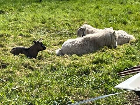 2 males blancs 1 seul est d&eacute;bourr&eacute; secteur Lure 70 500 70310 La longine