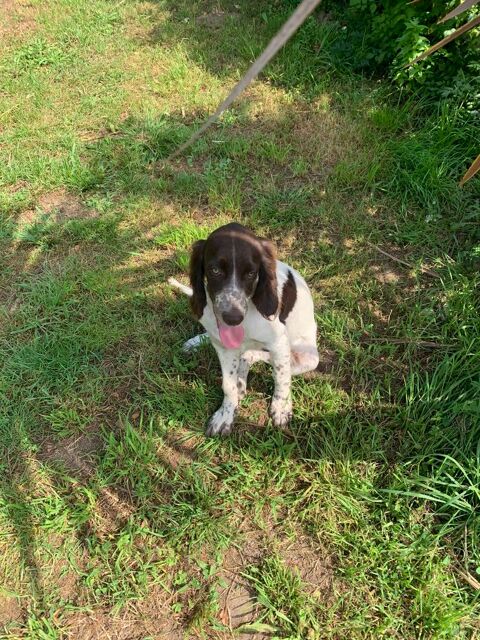 Chiots Epagneul Fran&ccedil;ais 900 56700 Sainte-hélène