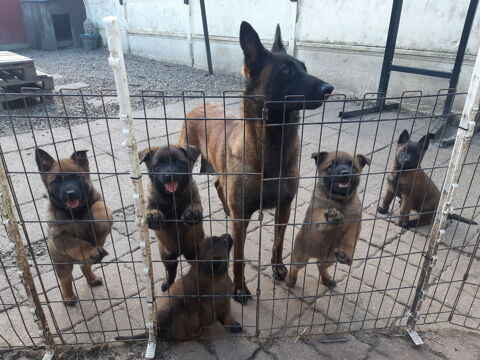 Chiot Berger Belge Malinois 700 60220 Formerie