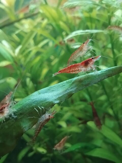 Crevettes red cherry 1 77115 Blandy