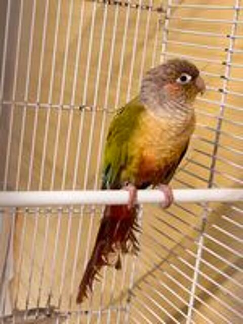   Conure 